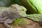 Free Eastern Bearded Dragon Royalty Free Stock Photography - 8401627