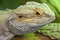 Free Eastern Bearded Dragon Royalty Free Stock Photos - 8401638