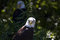 Free Bald Eagle Stock Image - 8402931