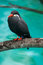 Free Black Bird On Branch Stock Images - 8403614