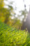 Free Spring Botanical Close-up Background Stock Photos - 8408103