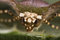 Free Moth Face Stock Photo - 8409050