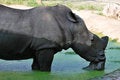 Free The Rhinoceros Royalty Free Stock Photography - 8410277
