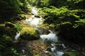 Free Rivulet In The Forest In ZhangjiaJie National Park Stock Photography - 8411082