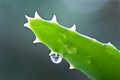 Free Aloe Leafs With Water Dropsa Close Up Shot-shallow Royalty Free Stock Images - 8419659