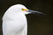 Free Snowy White Egret Royalty Free Stock Photography - 8410177
