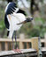 Free Wood Stork Preening Royalty Free Stock Images - 8418419