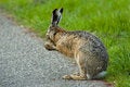 Free Cleaning Hare Royalty Free Stock Image - 8423516