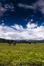 Free Steppe, The Sky Stock Images - 8425874