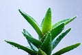 Free Aloe Leafs With Water Dropsa Close Up Shot-shallow Stock Image - 8427691