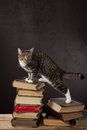 Free Domestic Cats On The Studio Stock Photos - 8427973
