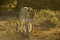 Free Approaching Lioness Stock Photography - 8425252