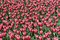 Free Tulip Bed Stock Photos - 8426823