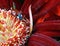 Free Lady Bug Royalty Free Stock Photos - 8427248