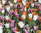 Free Tulip Bed Royalty Free Stock Photography - 8427257