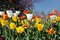 Free Tulip Bed Royalty Free Stock Image - 8427296