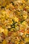 Free Fallen Leaves Royalty Free Stock Image - 8429466