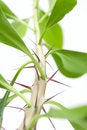 Free Prickly Plant Stock Image - 8430221