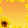 Free Sunflower Petals Royalty Free Stock Photography - 8430307
