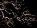 Free Abstraction Tree Royalty Free Stock Photography - 8430377