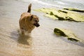 Free A Dog On The Seaside Stock Photos - 8432113