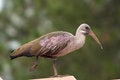 Free Glossy Ibis Royalty Free Stock Images - 8435039
