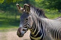 Free Common Zebra Stock Photography - 8438522