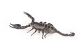 Free Emperor Scorpion Royalty Free Stock Image - 8439606