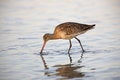 Free Marbled Godwit Feeding In Water Royalty Free Stock Images - 8439719