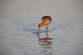Free Marbled Godwit Feeding In Water Stock Image - 8439741