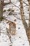 Free Tiger In The Snow Stock Images - 8430624