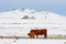 Free Highland Cow In The Snow Stock Images - 8430714