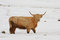 Free Highland Cow In The Snow Stock Photography - 8430842