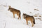 Free Wolf In The Snow Stock Photo - 8430970