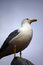 Free Yellow-Legged Seagull Stock Image - 8435441