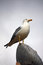 Free Yellow-legged Gull Stock Photos - 8435463