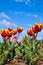Free Tulips Stock Images - 8437244