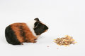 Free Rodent Royalty Free Stock Image - 8440636