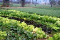 Free Pengzhou, China: Sichuan Province Farms Royalty Free Stock Images - 8446299