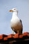 Free Yellow-legged Seagull Stock Photography - 8440152