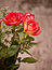 Free Roses Royalty Free Stock Image - 8440606