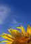 Free Sunflower On Sky Background With Copyspace Stock Photography - 8441622