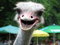 Free Ostrich Head Stock Image - 8448181