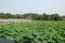 Free Lotus Pond Royalty Free Stock Photos - 8449228