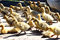 Free Goose Babies Stock Image - 8449681