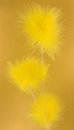 Free Feathers Stock Photography - 8452462
