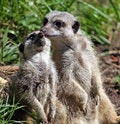 Free Meerkat Animal Stock Image - 8453931