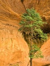 Free Pine Tree And Sandstone Stock Image - 8454771