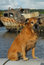 Free Wet Dog On Boat Stock Photo - 8453750