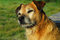Free Dog Royalty Free Stock Image - 8454096